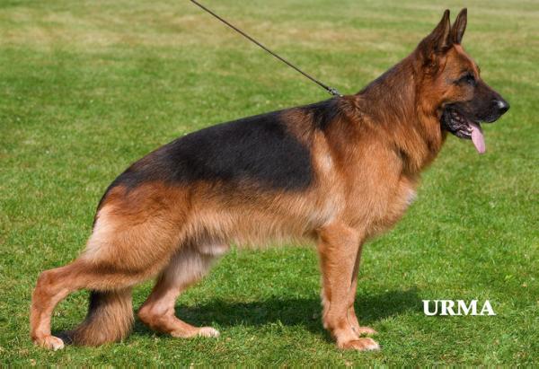 Quantum von Arminius